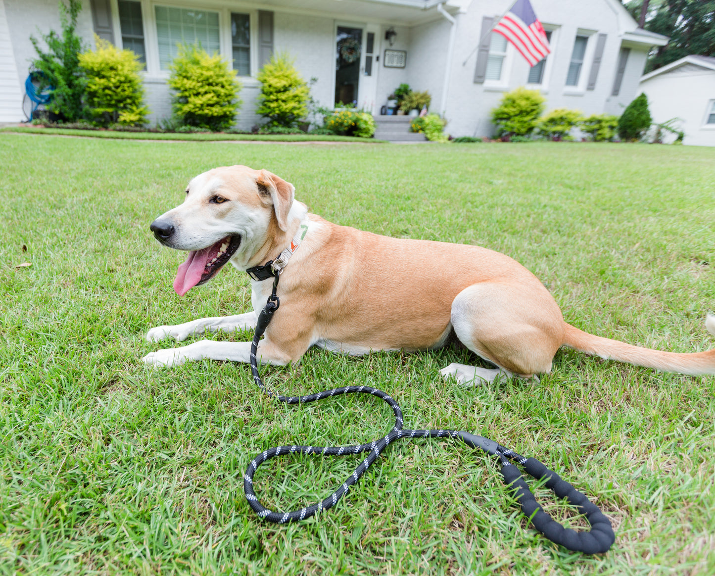 Doggy Tales: Braided Rope Leash