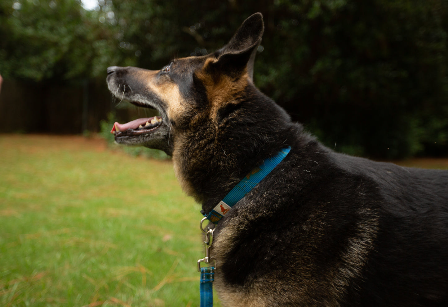 Doggy Tales: Realtree Adjustable Dog Collar Sea Glass