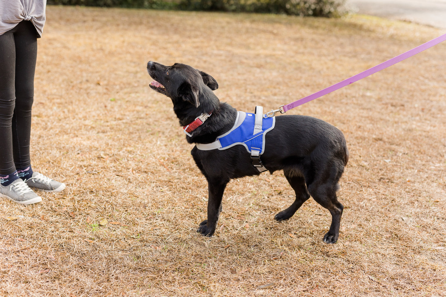 Doggy Tales: Patented Classic Hart Harness Navy