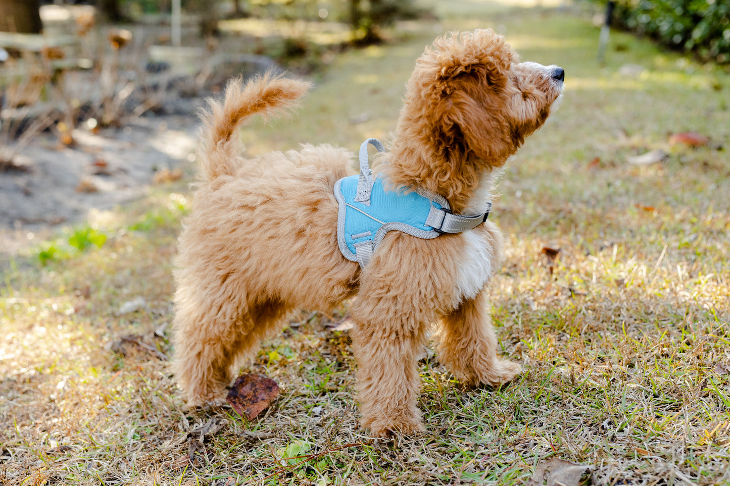 Doggy Tales: Patented Classic Hart Harness Turquoise