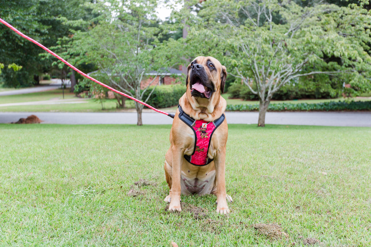 Doggy Tales: Realtree 2X Sport Harness Paradise Pink