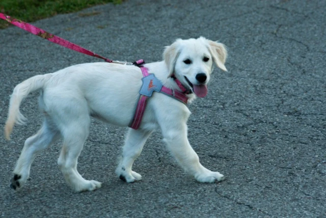 Doggy Tales: Realtree Step In V Harness Paradise Pink