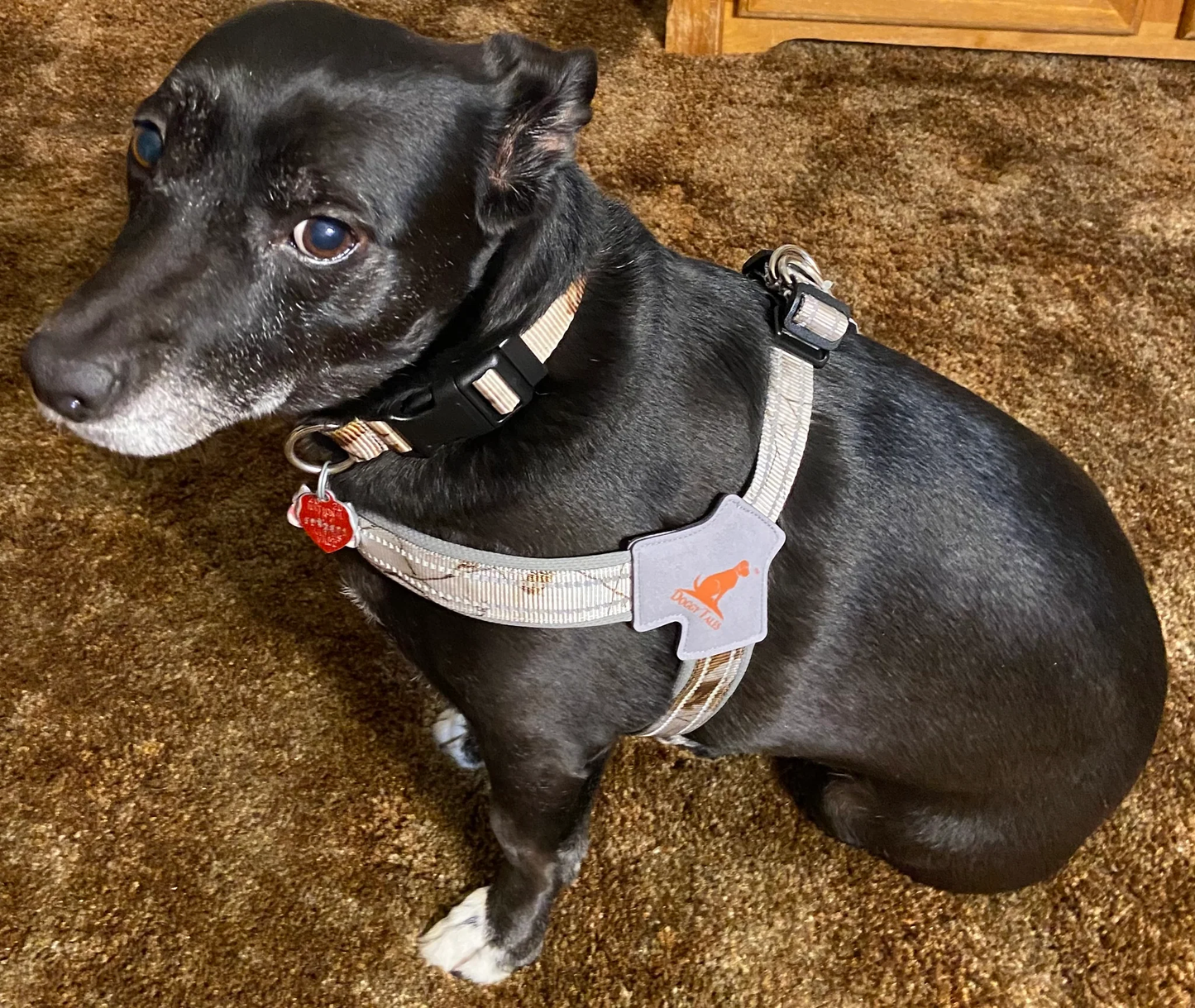 Doggy Tales: Realtree Step In V Harness Snow