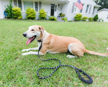 Doggy Tales: Braided Rope Leash