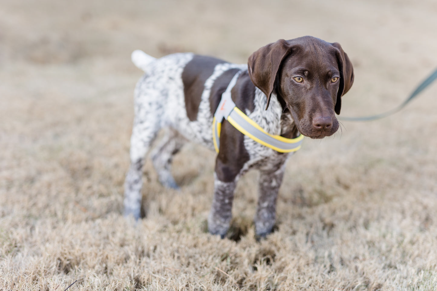 Doggy Tales: Step In V Harness Yellow