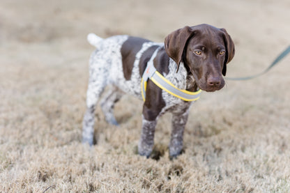 Doggy Tales: Step In V Harness Yellow