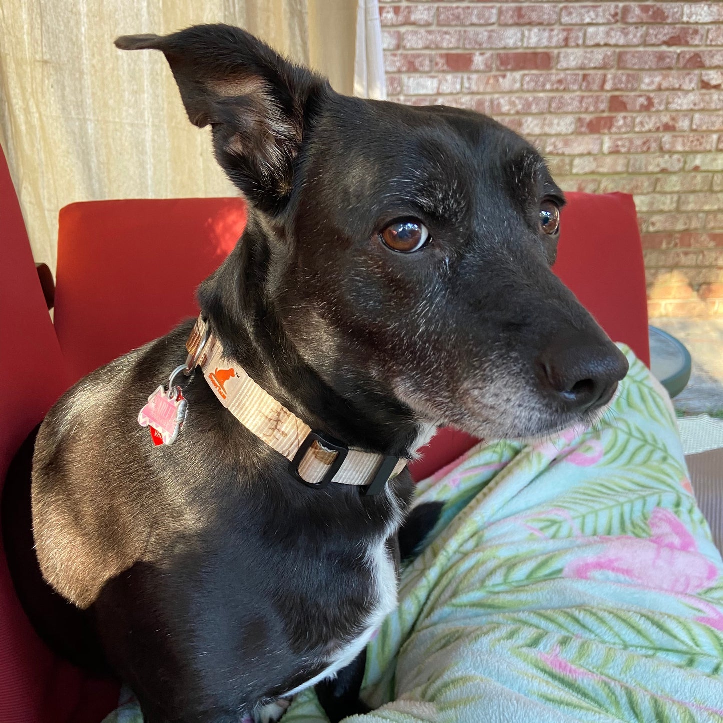 Doggy Tales: Realtree Adjustable Dog Collar Snow