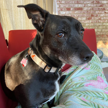 Doggy Tales: Realtree Adjustable Dog Collar Snow