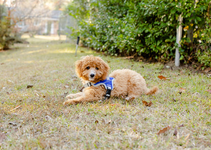 Doggy Tales: Patented Classic Hart Harness Navy