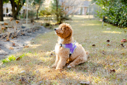 Doggy Tales: Patented Classic Hart Harness Purple