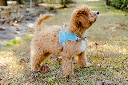 Doggy Tales: Patented Classic Hart Harness Turquoise