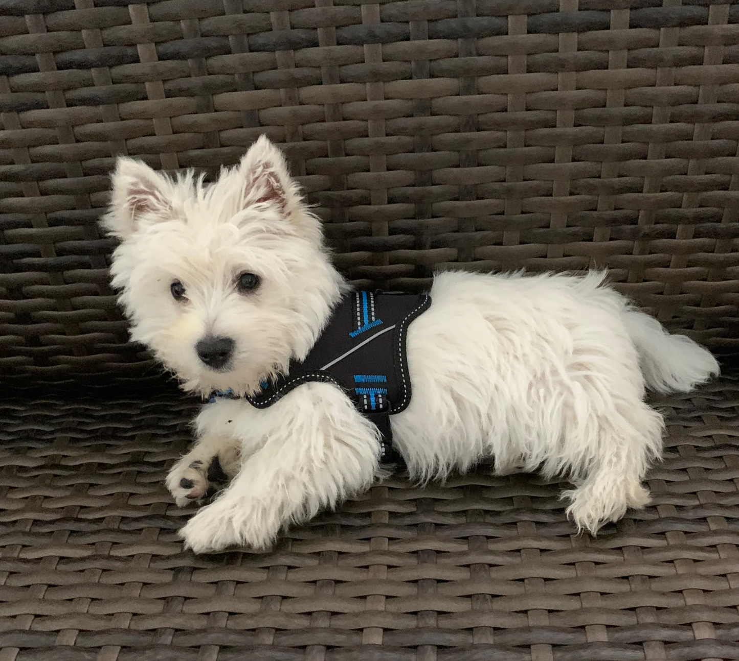 Doggy Tales: Patented Hart Harness Blue