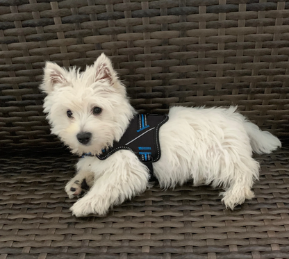 Doggy Tales: Patented Hart Harness Blue