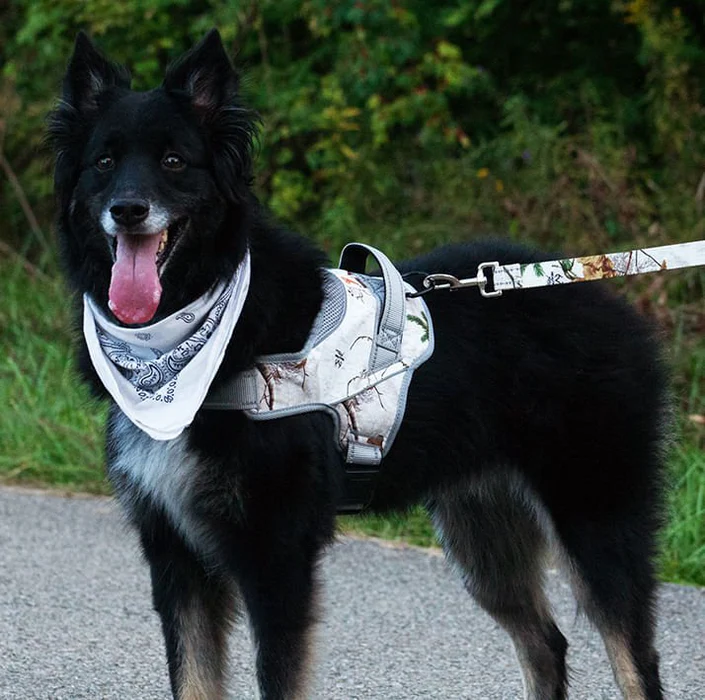 Doggy Tales: Patented Realtree Hart Harness Snow