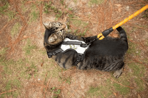 Doggy Tales: Realtree 2X Sport Harness Snow