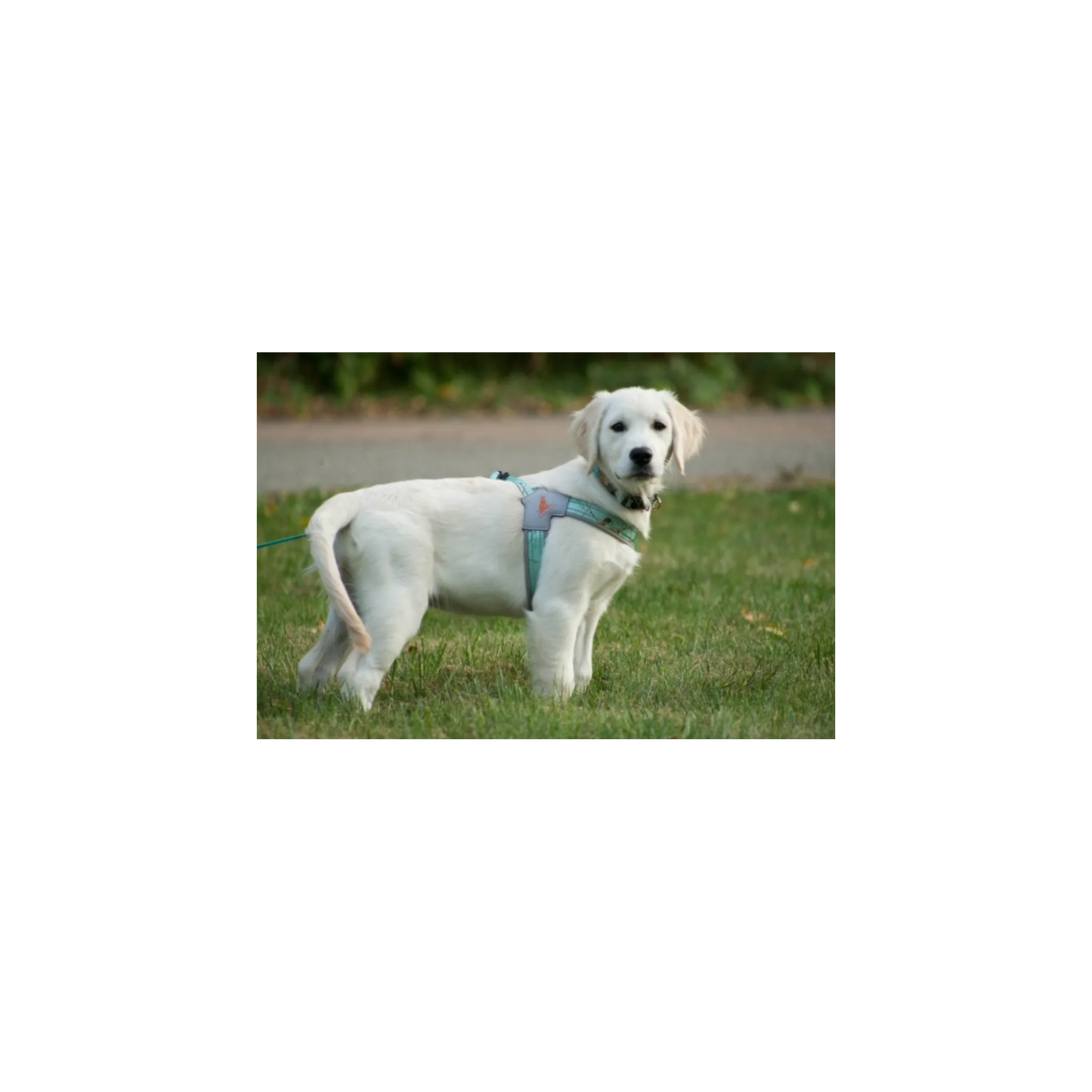 Doggy Tales: Realtree Step In V Harness Sea Glass